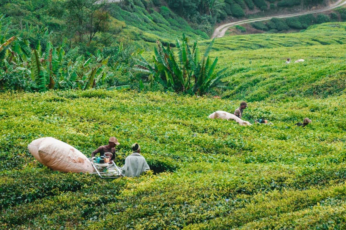 Pahang Green Spaces